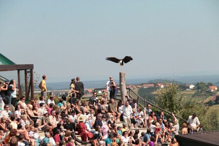 ROOFVOGELSHOW - 33 KM