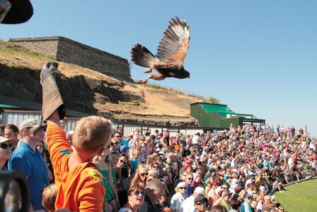 ROOFVOGELSHOW - 33 KM