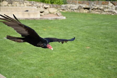ROOFVOGELSHOW - 33 KM