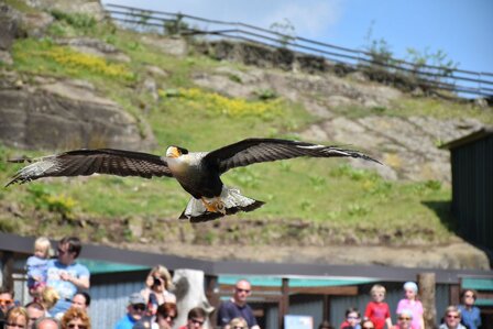 ROOFVOGELSHOW - 33 KM