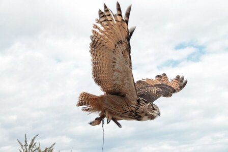 ROOFVOGELSHOW - 33 KM