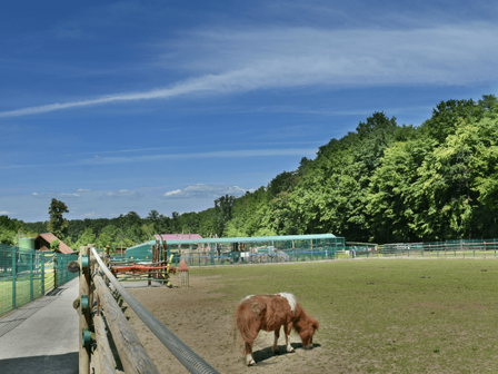 DIERENTUIN - 27 KM