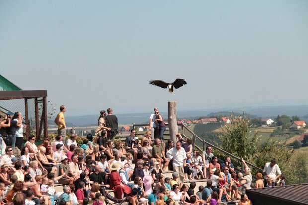 ROOFVOGELSHOW - 33 KM